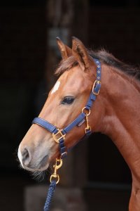 Covalliero Fohlenhalfter TopLine