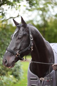 Covalliero Halfter Dexter mit Fleeceunterlage